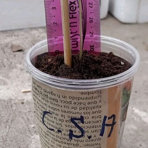 Chalupa variedad CBD  growlog photo: Mide 7 centímetros de altura 
El tallo cambio a color verde
