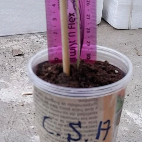 Chalupa variedad CBD  growlog photo: Mide 7 centímetros de altura 
El tallo cambio a color verde