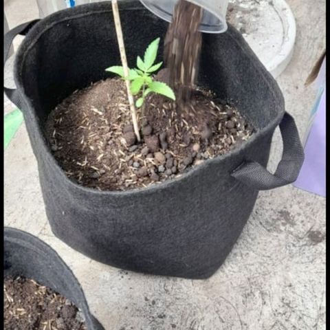 Chalupa variedad CBD  growlog photo: Se añadió sustrato 