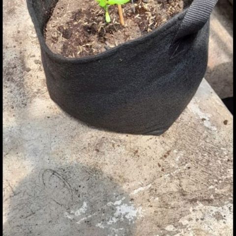 Chalupa variedad CBD  growlog photo: Solo se regó la planta 