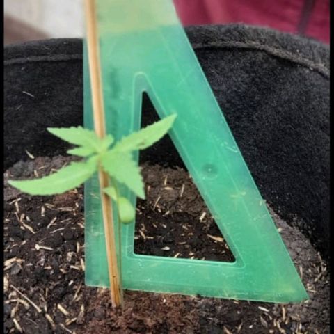 Chalupa variedad CBD  growlog photo: Se midió la planta 