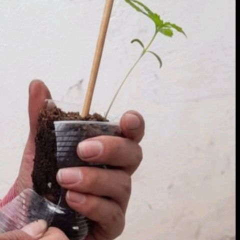 Chalupa variedad CBD  growlog photo: Se trasplantar la planta de un vaso de plástico a una maceta 