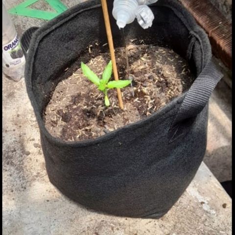 Chalupa variedad CBD  growlog photo: Se trasplantar la planta de un vaso de plástico a una maceta 