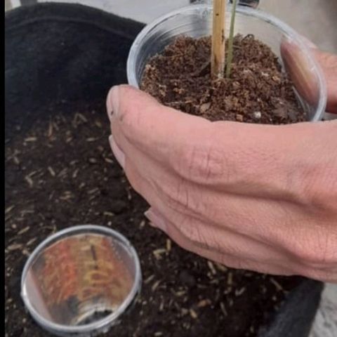 Chalupa variedad CBD  growlog photo: Se trasplantar la planta de un vaso de plástico a una maceta 