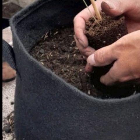 Chalupa variedad CBD  growlog photo: Se trasplantar la planta de un vaso de plástico a una maceta 