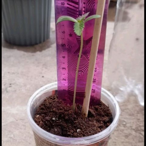 Chalupa variedad CBD  growlog photo: Se midió la planta 