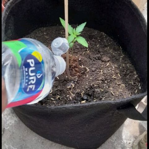 Chalupa variedad CBD  growlog photo: Riego de la planta 