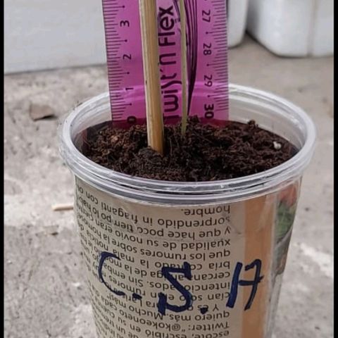Chalupa variedad CBD  growlog photo: Medición y riego 