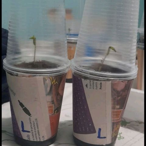 Chalupa variedad CBD  growlog photo: Medición 