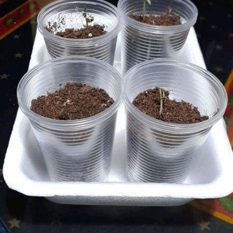 Chalupa variedad CBD  growlog photo: Chalupita