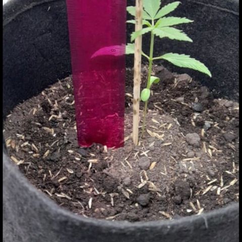 Chalupa variedad CBD  growlog photo: Riego y medición 