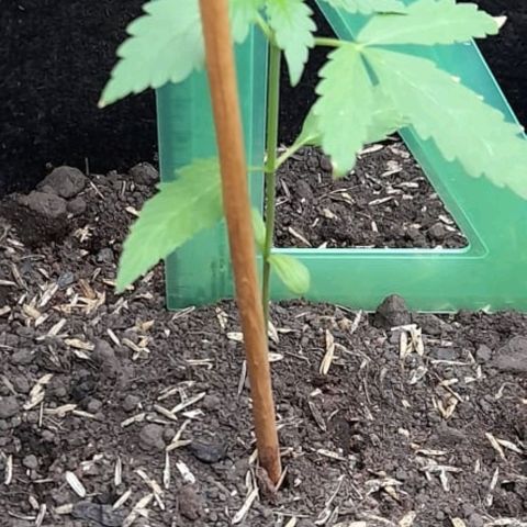 Chalupa variedad CBD  growlog photo: Medición y Riego 