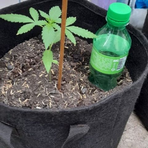 Chalupa variedad CBD  growlog photo: Riego por goteo