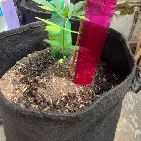 Chalupa variedad CBD  growlog photo: Medición 
