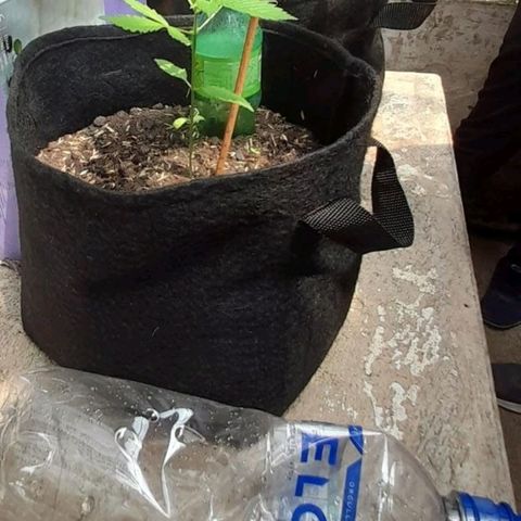 Chalupa variedad CBD  growlog photo: Riego