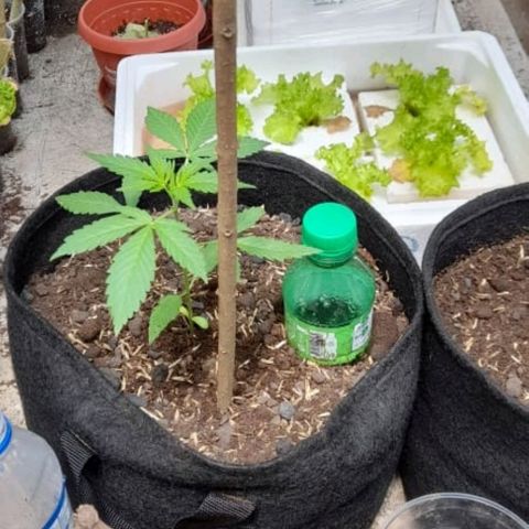Chalupa variedad CBD  growlog timeline photo