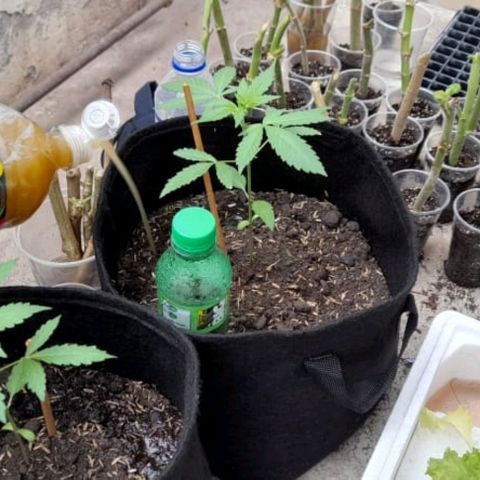 Chalupa variedad CBD  growlog photo: Fertilizante orgánico 
