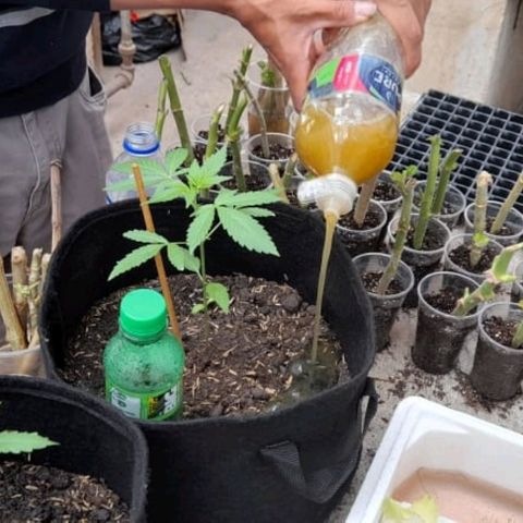 Chalupa variedad CBD  growlog photo: Fertilizante orgánico 