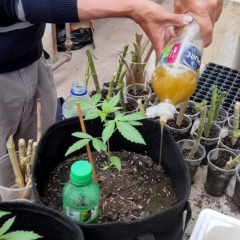 Chalupa variedad CBD  growlog photo: Fertilizante orgánico 