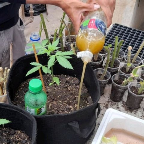Chalupa variedad CBD  growlog photo: Fertilizante orgánico 