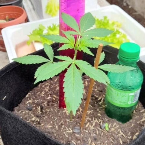 Chalupa variedad CBD  growlog photo: Toma de altura 