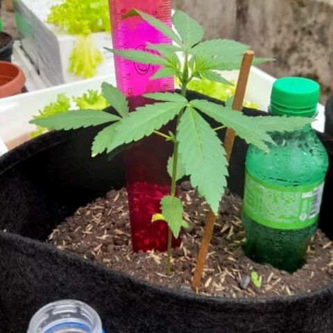 Chalupa variedad CBD  growlog photo: Toma de altura 