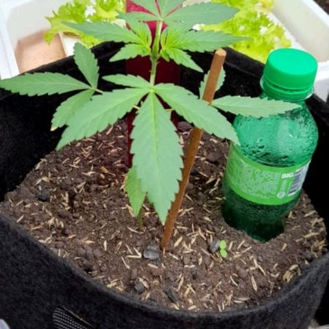 Chalupa variedad CBD  growlog photo: Toma de altura 