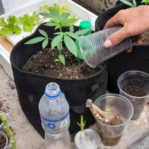 Chalupa variedad CBD  growlog photo: Más sustrato 