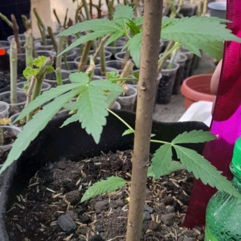 Chalupa variedad CBD  growlog photo: Medición 