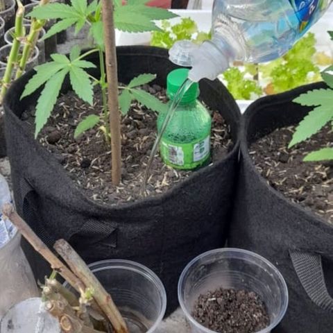 Chalupa variedad CBD  growlog photo: Riego