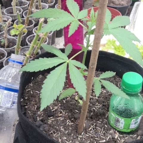 Chalupa variedad CBD  growlog photo: Riego y medición 