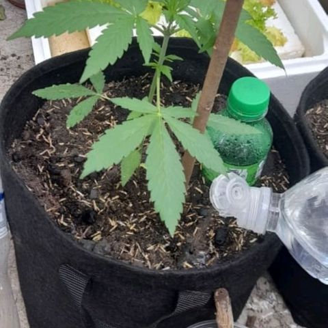 Chalupa variedad CBD  growlog photo: Riego y medición 