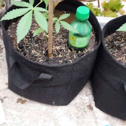 Chalupa variedad CBD  growlog photo: Nutrientes 