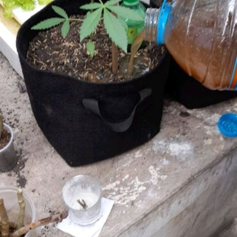 Chalupa variedad CBD  growlog photo: Nutrientes 