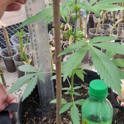 Chalupa variedad CBD  growlog photo: Toma de altura 