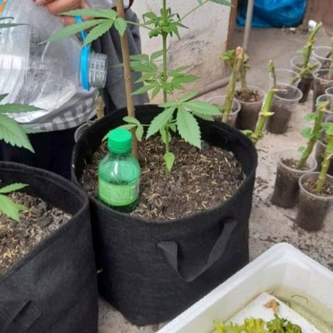Chalupa variedad CBD  growlog photo: Riego