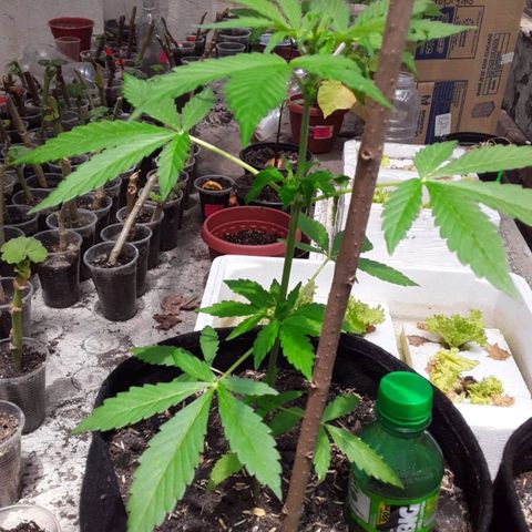 Chalupa variedad CBD  growlog timeline photo