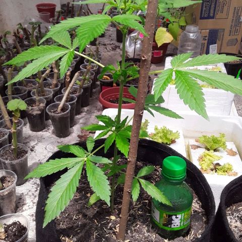 Chalupa variedad CBD  growlog timeline photo