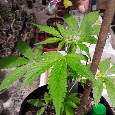 Chalupa variedad CBD  growlog timeline photo