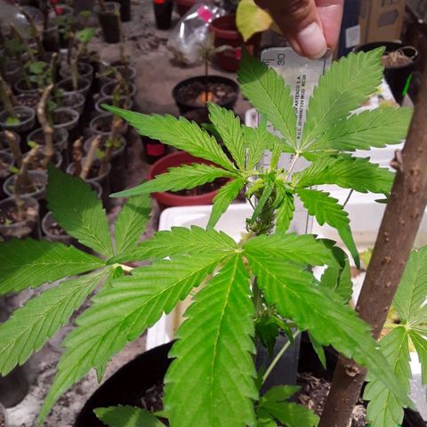 Chalupa variedad CBD  growlog timeline photo