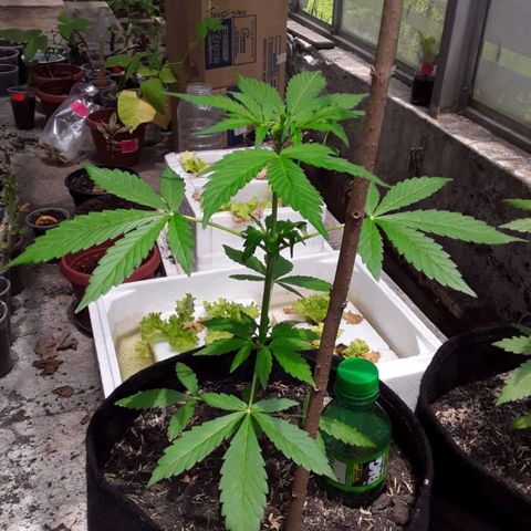 Chalupa variedad CBD  growlog timeline photo