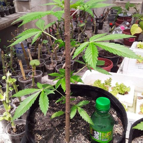 Chalupa variedad CBD  growlog timeline photo