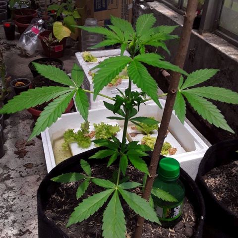 Chalupa variedad CBD  growlog timeline photo