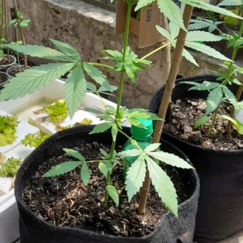 Chalupa variedad CBD  growlog timeline photo