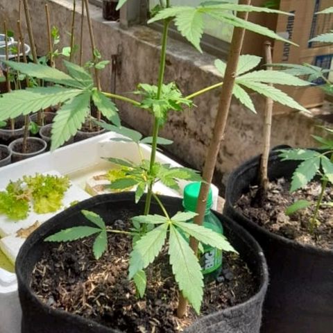 Chalupa variedad CBD  growlog timeline photo