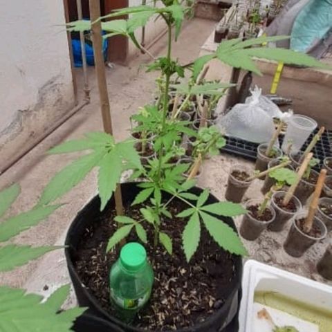 Chalupa variedad CBD  growlog photo: Riego