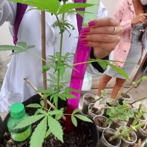 Chalupa variedad CBD  growlog photo: Medición 