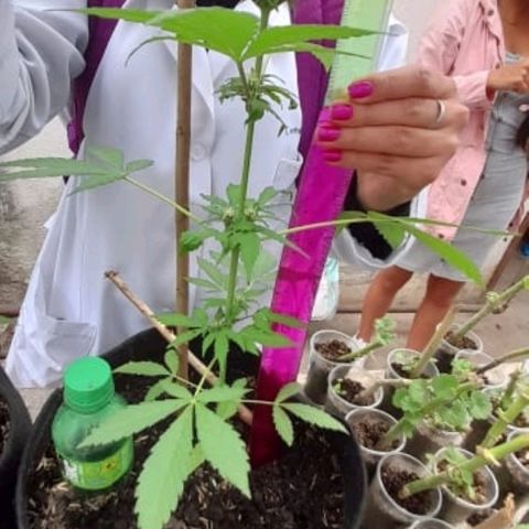 Chalupa variedad CBD  growlog photo: Medición 