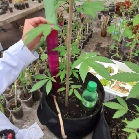 Chalupa variedad CBD  growlog photo: Medición 