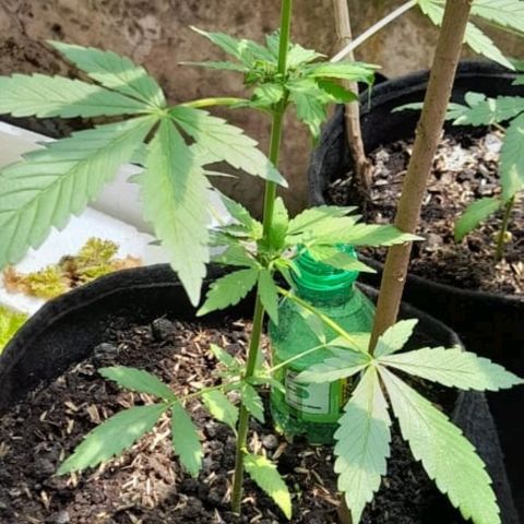Chalupa variedad CBD  growlog photo: Riego